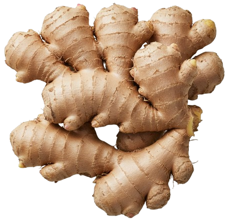 Gingembre